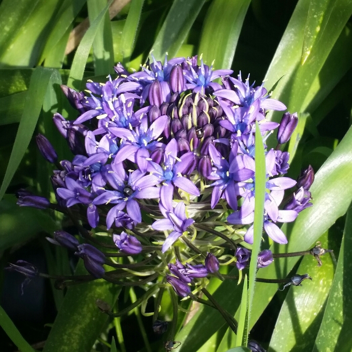 Plant image Scilla peruviana 'Sapphire Blue' (Carribean Jewels Series)