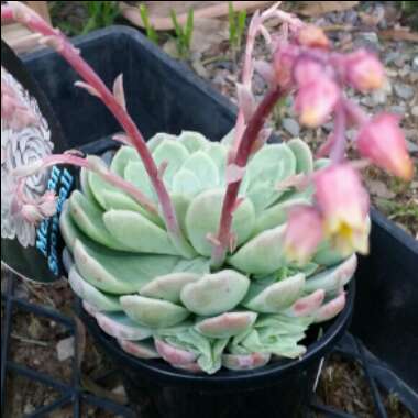 Echeveria Elegans