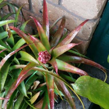 Aechmea Big Mama Recurvata