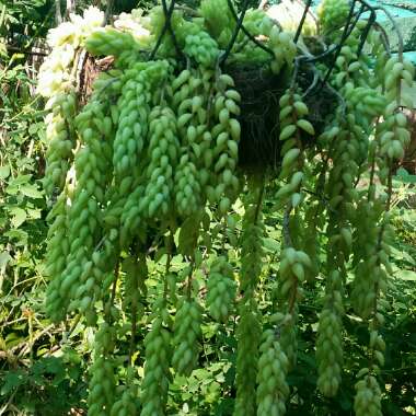 Sedum Morganianum