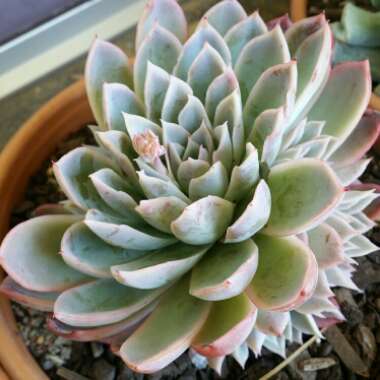 Echeveria Violet Queen