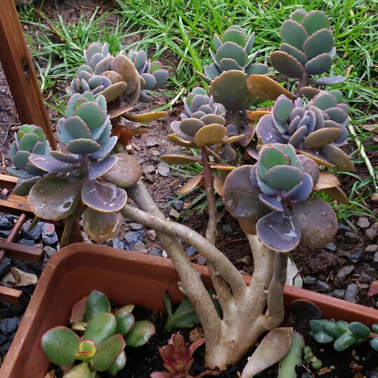 plant image 260262 plant image 260262