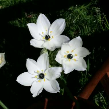 Ornithogalum arabicum
