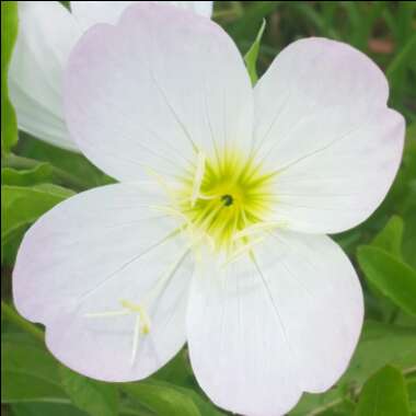 Oenothera
