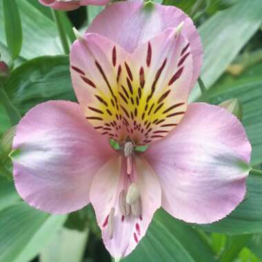 Alstroemeria