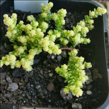 Sedum Acre