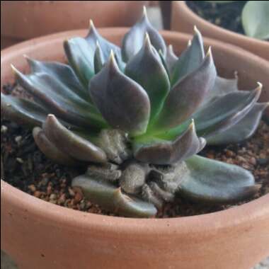 Echeveria Black Prince