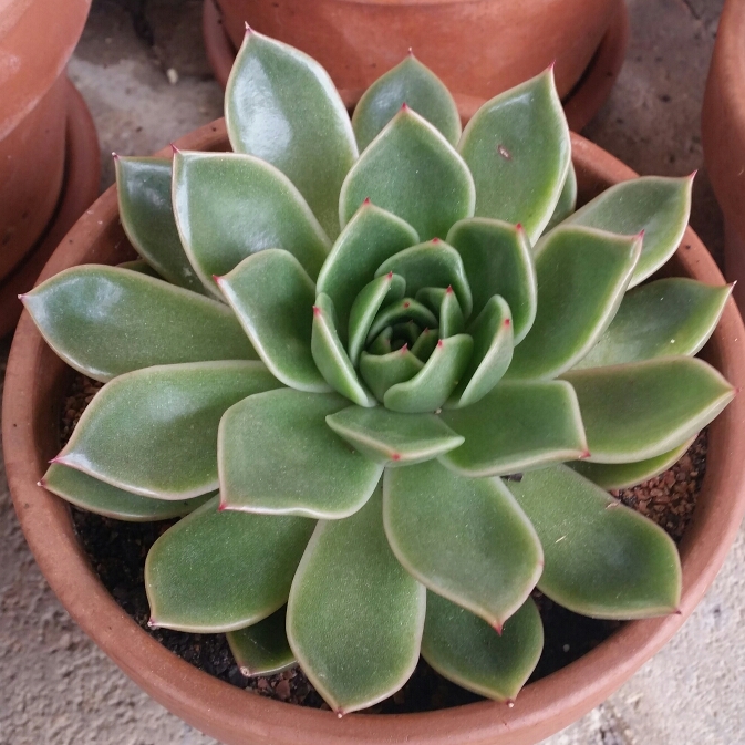 plant image 282158 plant image 282158