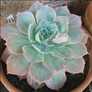 Echeveria Morning Light