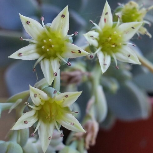 plant image 285285 plant image 285285