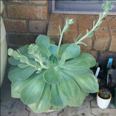 Echeveria Powder Blue