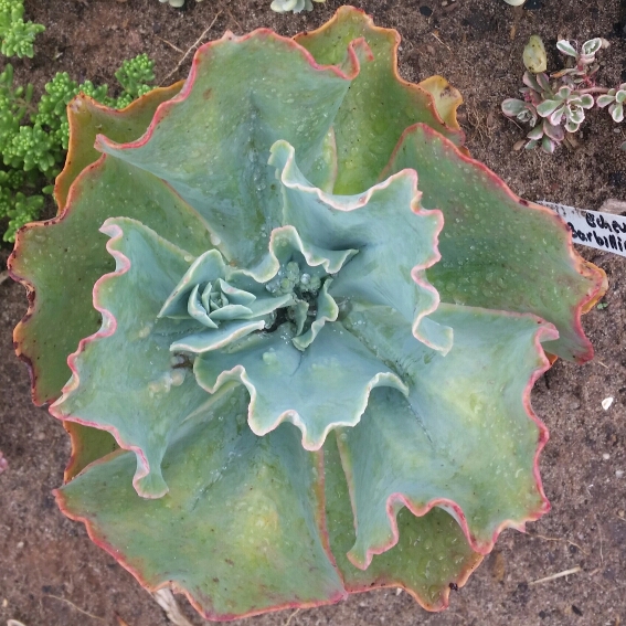 plant image 293424 plant image 293424