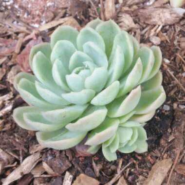Echeveria Elegans