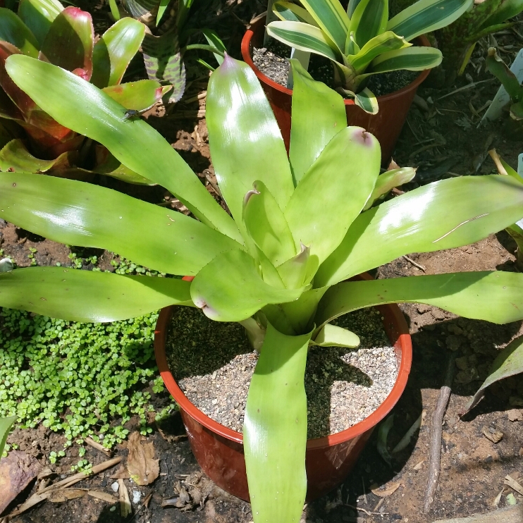 plant image 295350