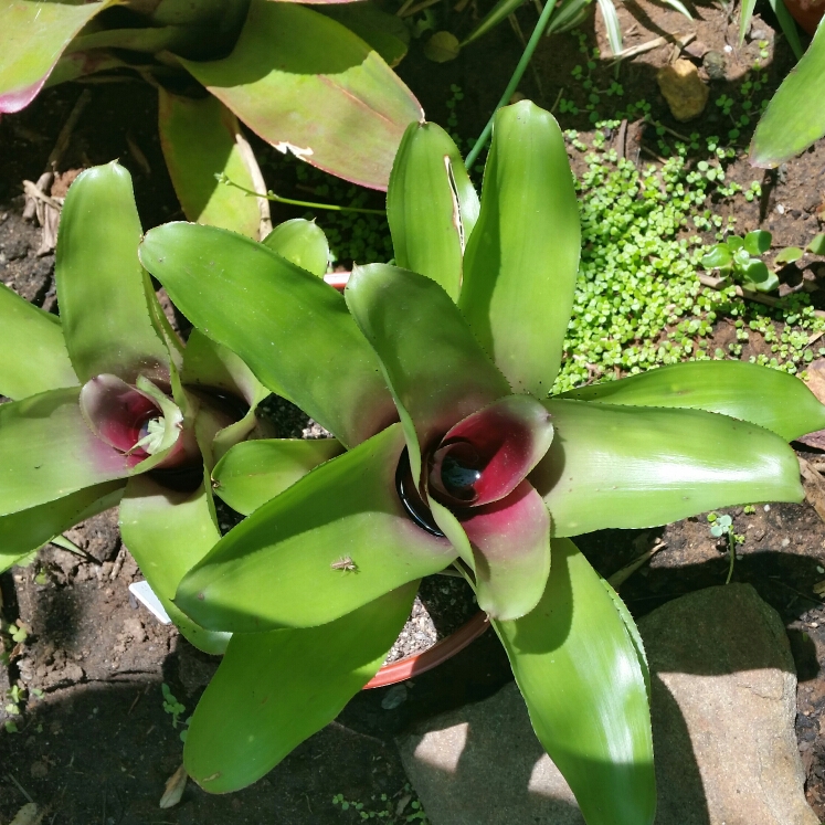 plant image 295353