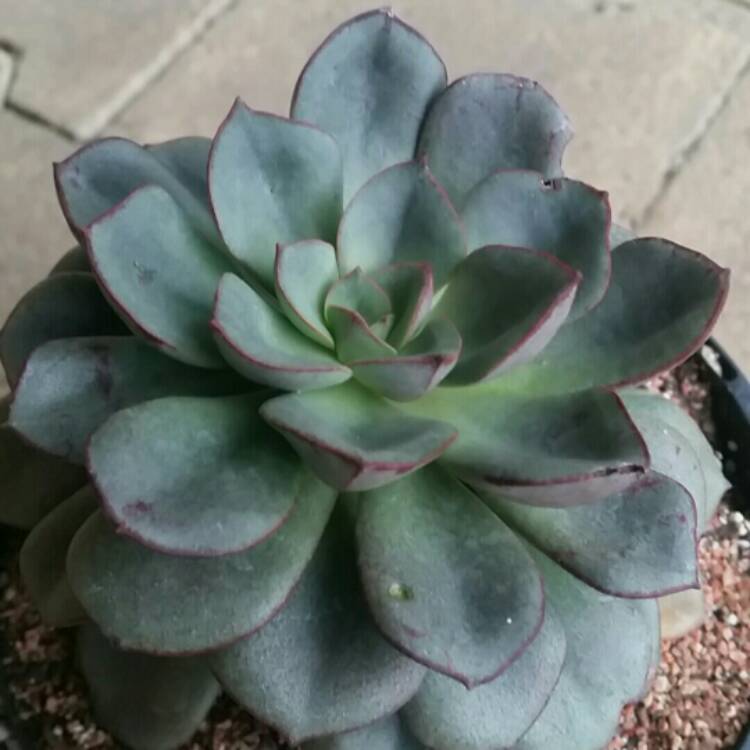 plant image 296604