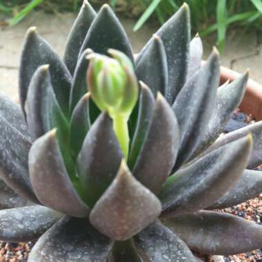 Echeveria Affinis sp.
