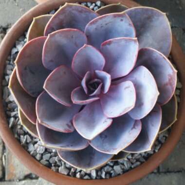 Echeveria Purple Pearl