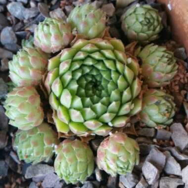 Sempervivum Pekinese