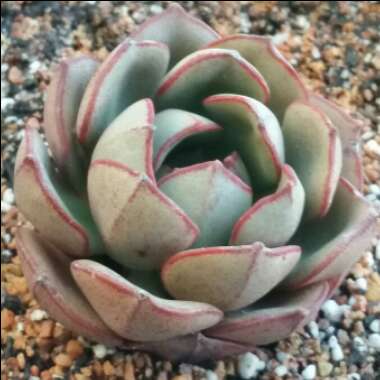 Echeveria Moranii