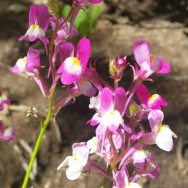 Linaria 'Fairy Bouquet Mixed'