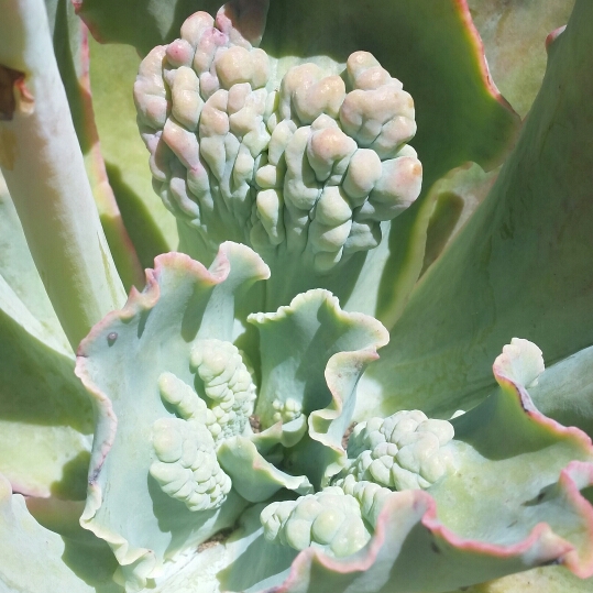 plant image 303639 plant image 303639