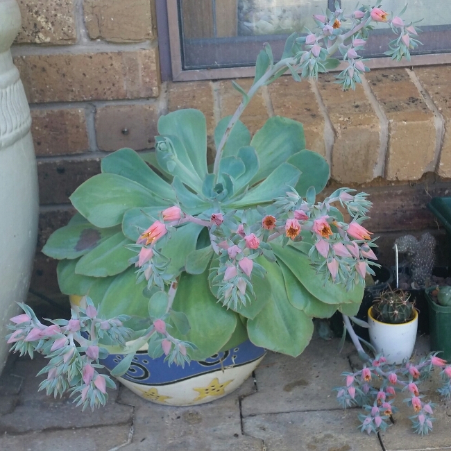 plant image 303642 plant image 303642