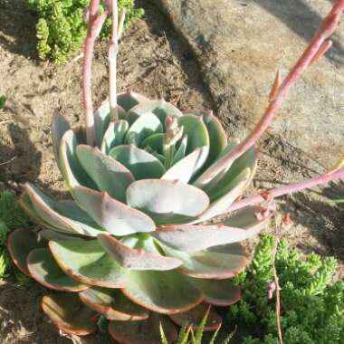 Echeveria Imbricata