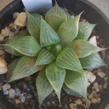 Haworthia magnifica