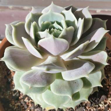 Echeveria Derenceana