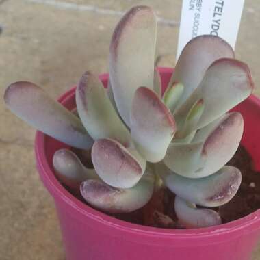 Cotyledon orbiculata var. 'Oophylla'