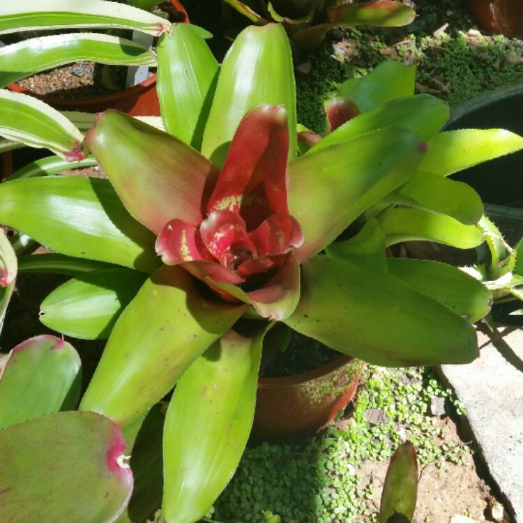 plant image 331031