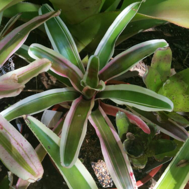 plant image 331035