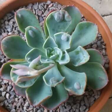 Echeveria Raindrops