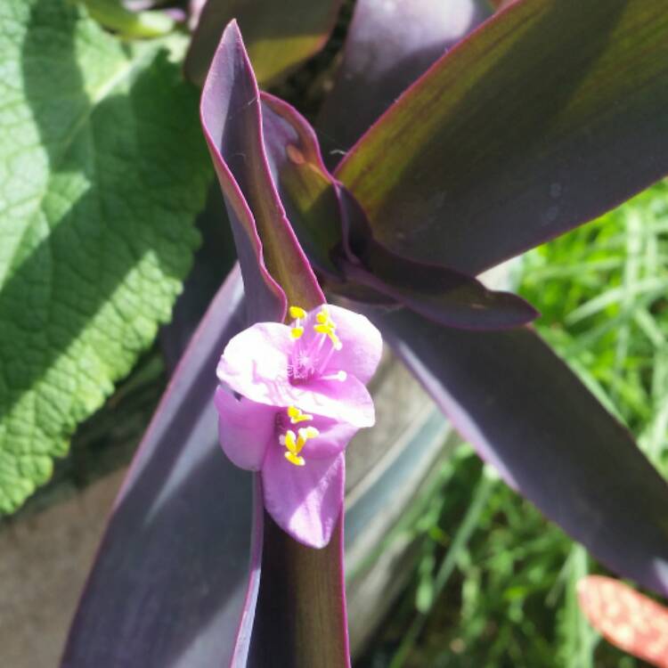 Plant image Tradescantia pallida 'Purpurea' syn. Tradescantia pallida 'Purple Heart'