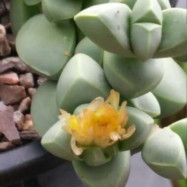 Corpuscularia lehmannii syn. Delosperma lehmannii