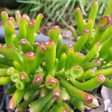 Crassula ovata 'Gollum'