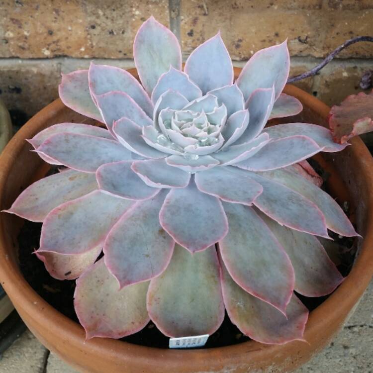 plant image 357786 plant image 357786