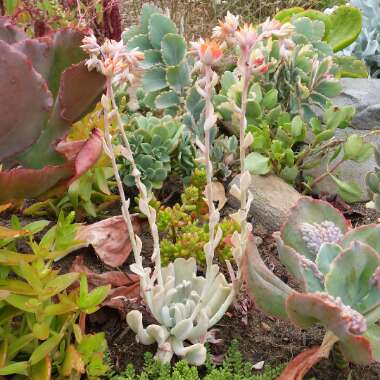 Echeveria Runyonii var. Topsy Turvy