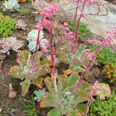 Echeveria Dick's Pink