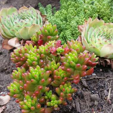 Sedum Rubrotinctum