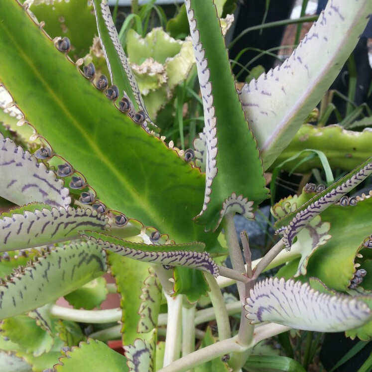 Kalanchoe daigremontiana syn. Bryophyllum daigremontianum