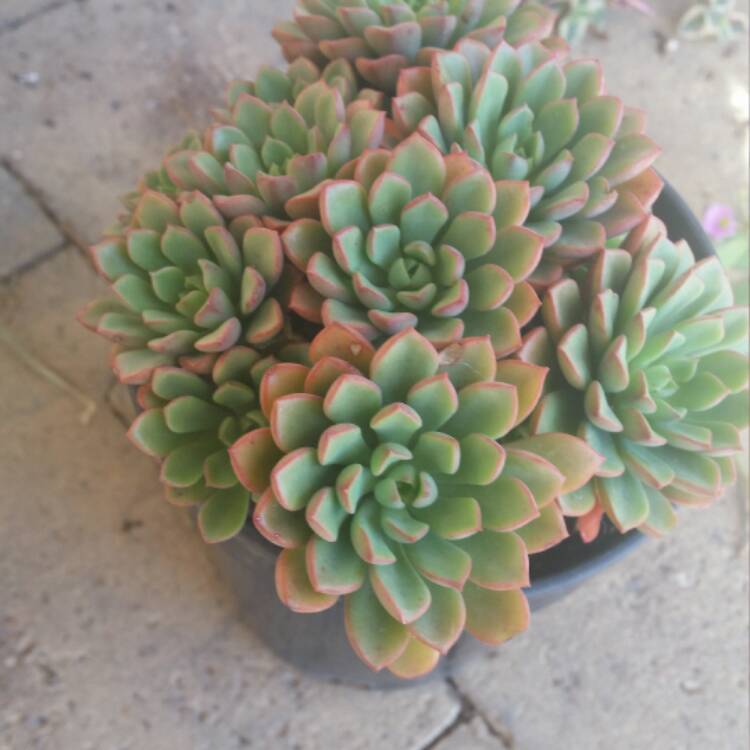Plant image xSedeveria Darley Dale