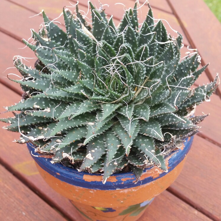 plant image 37297