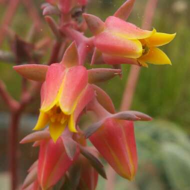 Echeveria Imbricata