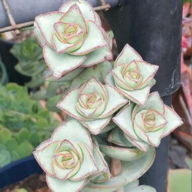 Crassula Perforata subsp. Perforata