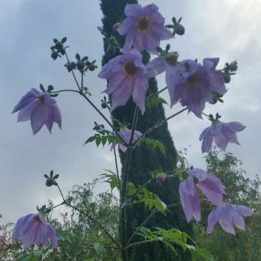 Dahlia imperialis