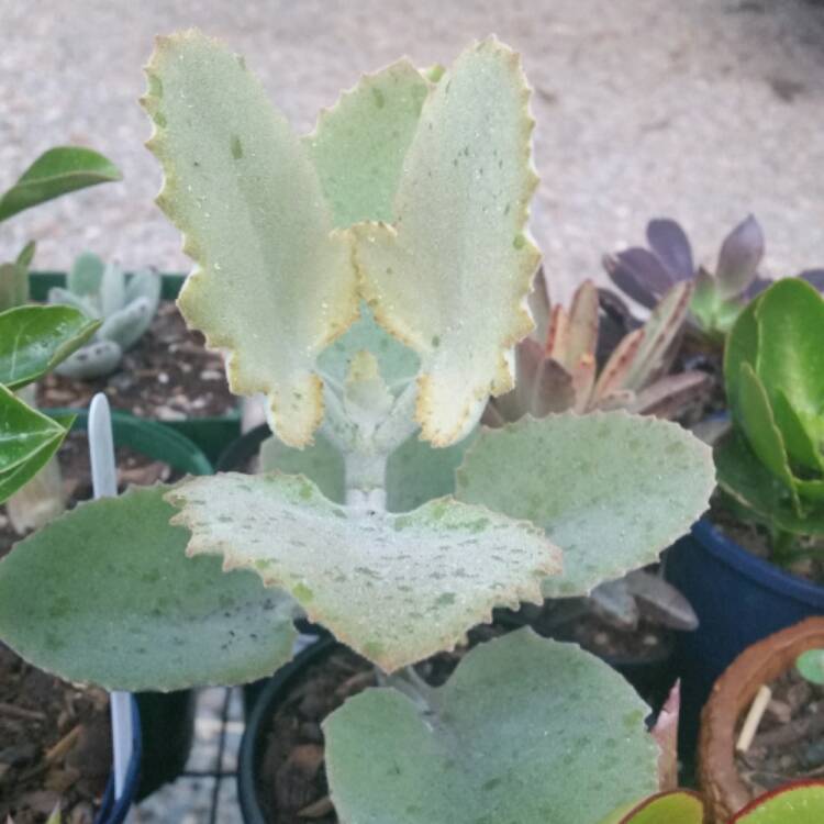 Plant image Kalanchoe Beharensis Oak Leaf