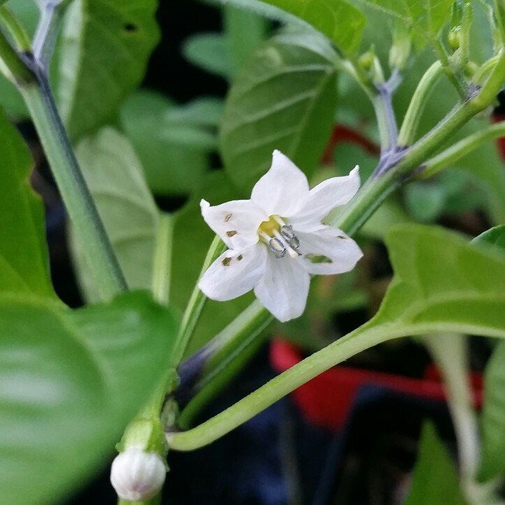 plant image 41837