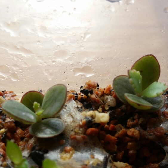 Kalanchoe daigremontiana syn. Bryophyllum daigremontianum